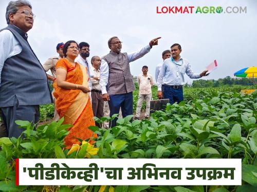 latest news Soybean Varieties Research: Varietal Cafeteria: New experiment in Amravati with soybean varieties for farmers Read in detail | Soybean Varieties Research : व्हेरायटल कॅफेटेरिया : शेतकऱ्यांसाठी सोयाबीन वाणांचा अमरावतीत नवा प्रयोग वाचा सविस्तर