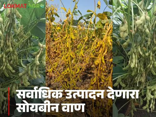 This soybean variety developed by Akola Agricultural University has become popular in a short time; It is giving the highest yield | अकोला कृषी विद्यापीठाचा सोयाबीनचा हा वाण अल्पावधीतच लोकप्रिय; देतोय सर्वाधिक उत्पादन