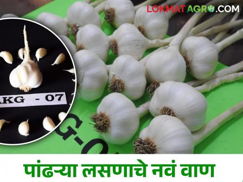 Latest News New variety of white garlic developed in pdkv university akola see detail | पांढऱ्या लसणाचे नवं वाण विकसित, त्याचं वैशिष्ट्य काय? वाचा सविस्तर 