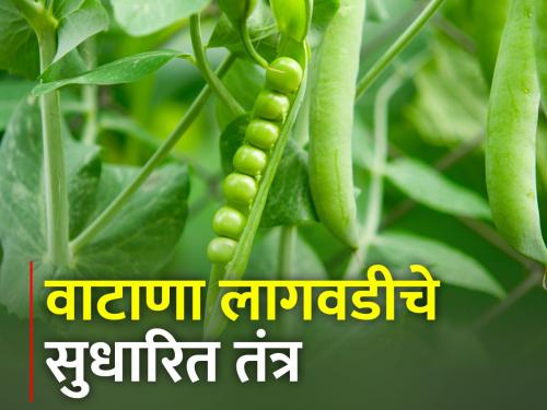 Management of pea cultivation during rabi season | रब्बी हंगामात वाटाणा लागवडीचे व्यवस्थापन