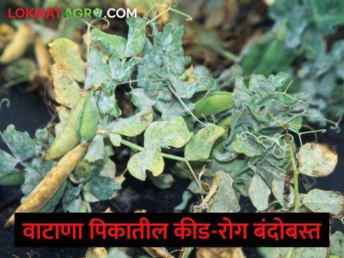 How to do integrated management of pests and diseases in pea crop? | वाटाणा पिकातील कीड व रोगांचे एकात्मिक व्यवस्थापन कसे कराल?