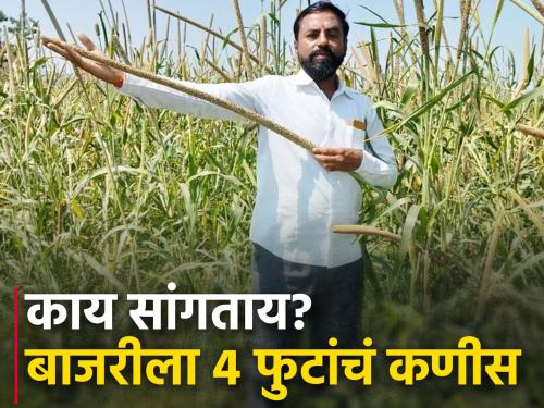 Farmer Rahul Wale from Sangola crop pearl millet panicle up to 4 feet | सांगोला येथील शेतकरी राहुल वाले यांच्या बाजरीला आले ४ फुटांपर्यंत कणीस