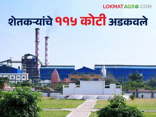 Sugarcane FRP : This seven sugar factories embezzled Rs 115 crore from farmers FRP | Sugarcane FRP : या सात साखर सम्राटांनी शेतकऱ्यांच्या एफआरपीचे ११५ कोटी रुपये अडकवले