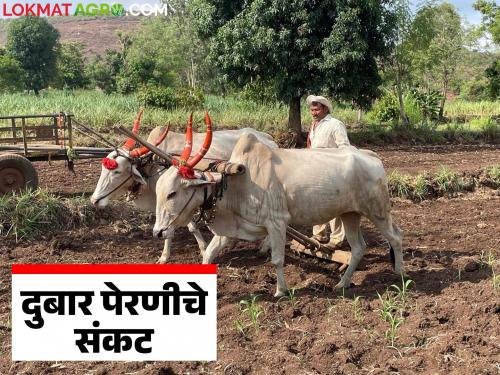 Kharif Perani : Sowing completed on 1 crore 10 lakh hectares in the state; Which crop is most preferred? | Kharif Perani : राज्यात १ कोटी १० लाख हेक्टरवर पेरण्या पूर्ण; कोणत्या पिकाला सर्वाधिक पसंती?