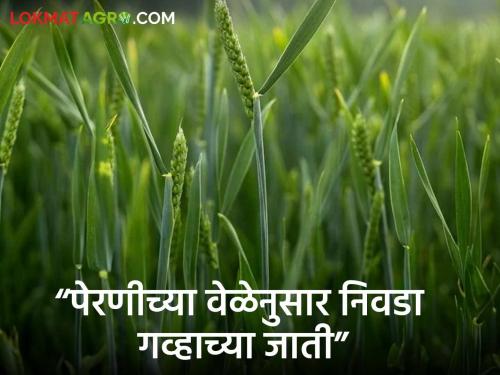 Latest News Wheat Farming Which varieties of wheat to choose according to sowing time Know in detail | Wheat Farming : पेरणीच्या वेळेनुसार गव्हाच्या कोणत्या जातींची निवड कराल? जाणून घ्या सविस्तर