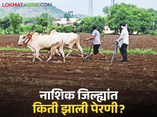 Latest news agriculture News How Much sowing in Nashik district in kharif season | गतवर्षाच्या तुलनेने पेरणी ११ टक्के जास्त; नाशिक जिल्ह्यात किती झाली पेरणी? 
