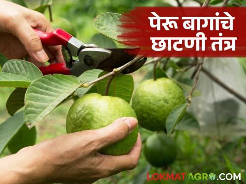 latest news Guava Pruning: Proper pruning techniques for more productive guava orchards! Read in detail | Guava Pruning: पेरू बागांचे अधिक उत्पादनासाठी योग्य छाटणी तंत्र! वाचा सविस्तर