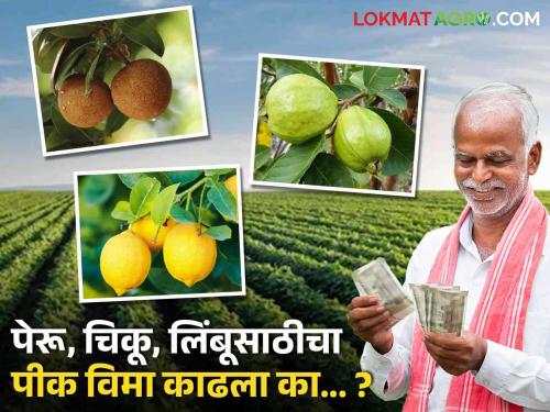 Latest News Insurance premium can be paid till June 25 for fruit crops such as guava, lemon | Crop Insurance : पेरू, लिंबू फळपिकांसाठी 25 जूनपर्यंत विमा हप्ता भरता येणार, वाचा संपूर्ण प्रक्रिया