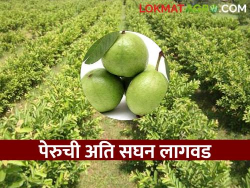 The yield of guava per acre will increase now; Plant guava in ati sanghan type this year | आता वाढेल एकरी पेरूचे उत्पन्न; यंदा अति सघन पद्धतीने अशी करा पेरूची लागवड