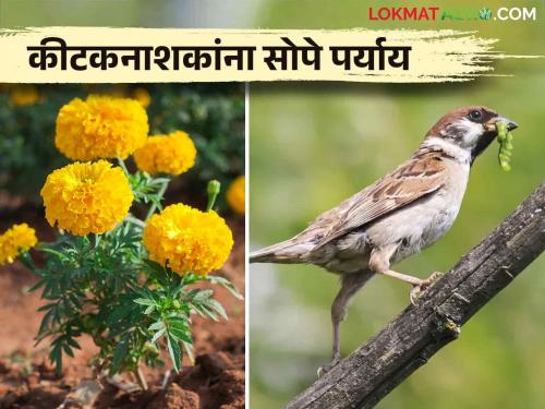 Here are three simple options to avoid pesticide spraying | कीटकनाशक फवारणी टाळण्यासाठी हे आहेत तीन सोपे पर्याय