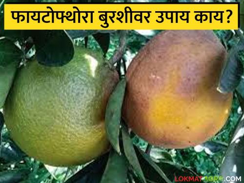 latest news Fungal Diseases: Fungal diseases in orange crops? Know the safety measures | Fungal Diseases : संत्रा पिकात बुरशीजन्य रोग? जाणून घ्या सुरक्षितता उपाय