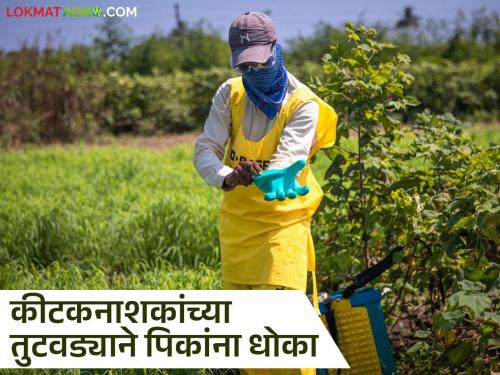 latest news Pesticide Supply: Pesticides stuck in godown; Farmers' production at risk Read in detail | Pesticide Supply : कीटकनाशके अडकली गोडाऊनमध्ये; शेतकऱ्यांचे उत्पादन धोक्यात वाचा सविस्तर