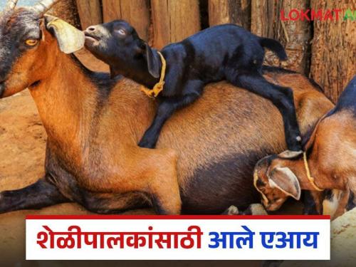 Latest News AI For Goat Farming Now goats will get right price, AI tell exact price and weight | AI For Goat Farming : आता शेळ्यांना योग्य भाव मिळेल, एआय सांगणार अचूक किंमत अन् वजन 
