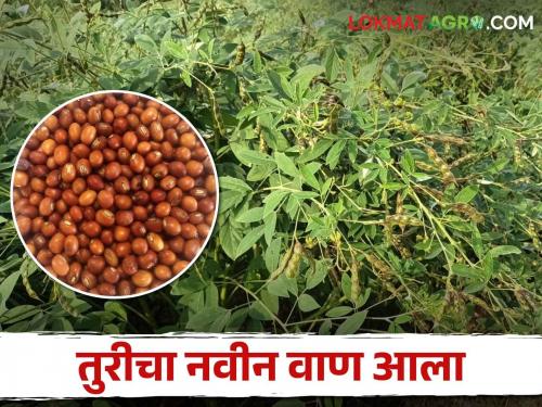 Tur Variety; A new tur variety developed by Rahuri Krishi Vidyapeeth is high yield | Tur Variety राहुरी कृषी विद्यापीठाने विकसीत केलेला नवीन तुरीचा वाण देतोय भरघोस उत्पादन