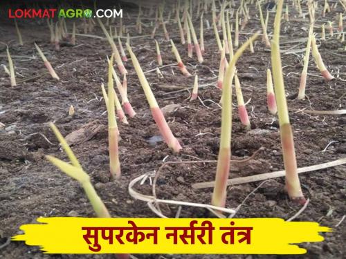 A simple method to prepare sugarcane seedlings at home in a short period of time read in detail | घरच्याघरी कमी कालावधीत ऊसाची रोपे तयार करण्याठी आली सोपी पद्धत वाचा सविस्तर