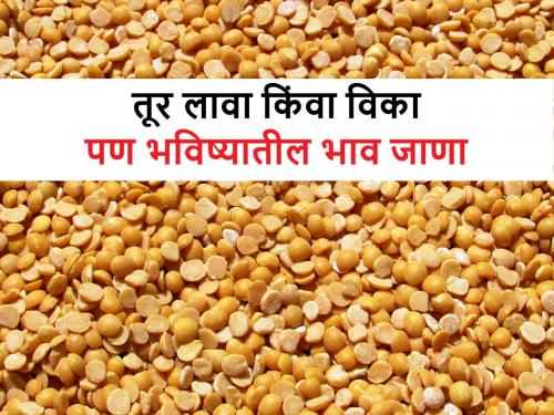 How will the market prices of pigeon pea, be in the future? in Latur | आगामी काळात लातूर बाजारात तुरीचे भाव कसे असतील? जाणून घ्या