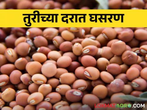 A fall in the price of pigeon pea; An atmosphere of confusion among pigeon pea producing farmers | तुरीच्या दरात घसरण; तूर उत्पादक शेतकऱ्यांत संभ्रमाचे वातावरण