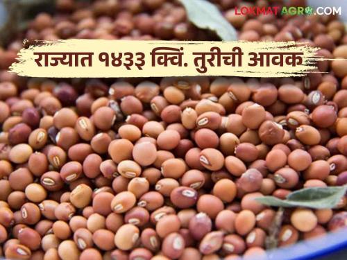 Tur Bajarbhav market seller decreased of turs; Read what is today's Turi rates | Tur Bajarbhav बाजारातील तुरींची आवक कमी; वाचा काय आहे आजचे तुरीचे दर