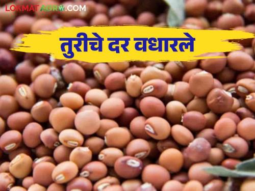 Pigeon Pea Market: Pigeon prices bounced; Read what is getting in the market rate | Pigeon Pea Market : तुरीच्या दराने घेतली उसळी; वाचा काय मिळतोय बाजारात दर