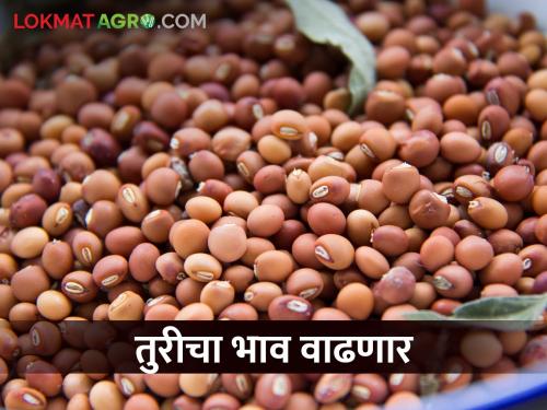 The central government will buy pigeon pea tur, the market price is likely to go up to 11,000 | केंद्र सरकार तूर खरेदी करणार, बाजारभाव अकरा हजारावर जाण्याची शक्यता