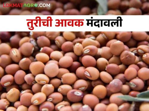 Pigeon Pea Market Pigeon pea arrivals slow at Hingoli market yard; The shine of the price increase! | Pigeon Pea Market हिंगोली मार्केट यार्डात तुरीची आवक मंदावली; दरवाढीची चमक कायम!