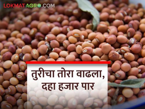 The market price of pigeon pea tur increased; Highest rate available | तुरीचा बाजारभाव वाढला; मिळतोय उच्चांकी दर