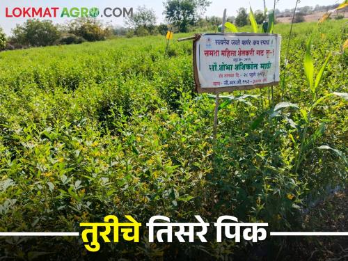 Drought affected Madgyal samata women's farmers' group grow pigeon pea on the drip.. and winning a water cup compitation | दुष्काळी माडग्याळच्या समता महिला शेतकरी गटाने केल्या ठिबकवर तुरी.. अन् वाॅटर कप आणला घरी