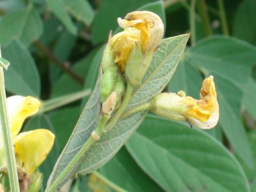 How to control pests in pigeon pea | तुरीवरील किडींचा बंदोबस्त कसा कराल?