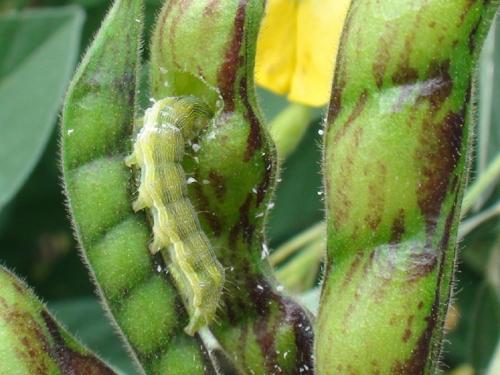 How to identify the pest in the pigeon pea crop? | तूर पिकातील किडी कशा ओळखाल?