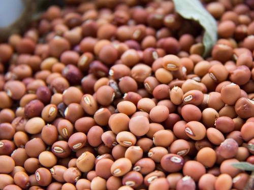 Tur pigeon pea price peaked at 11,000 rupees | तुरीच्या भावाचा ११ हजाराचा उच्चांक