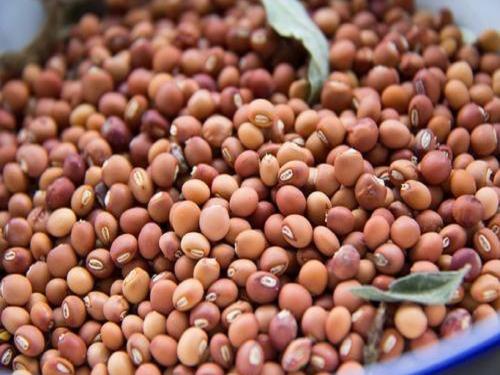 Tur pigeon pea hits record price of Rs 12,141 | तुरीला आतापर्यंतचा विक्रमी १२,१४१ रुपये भाव