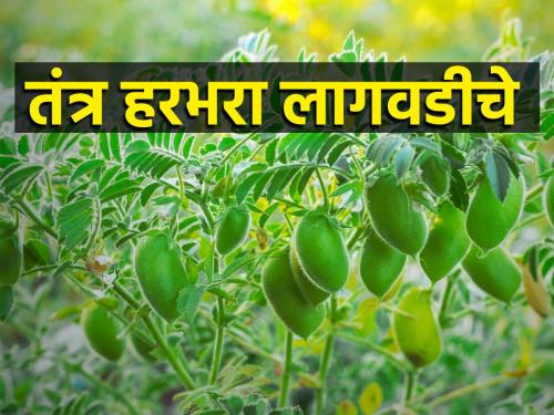 Improved Cultivation Techniques for Increase in Production of Gram chick pea Crop | हरभरा पिकाच्या उत्पादनवाढीसाठी लागवडीचे सुधारित तंत्र