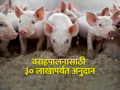 Getting subsidy for pig rearing piggery, how to apply? | वराहपालनासाठी मिळतंय अनुदान, कसा कराल अर्ज?