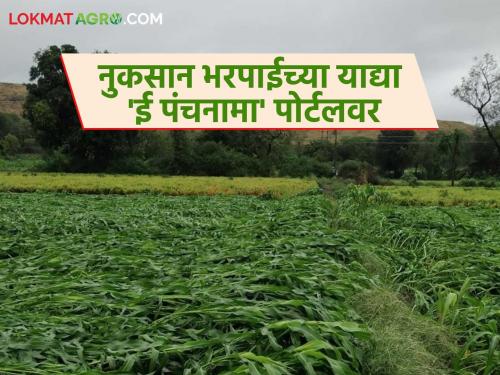 Work has begun to upload lists of crop damage on the 'e Panchnama' portal; money will be credited to the account soon | पिकांचे नुकसान झालेल्या याद्या 'ई पंचनामा' पोर्टलवर अपलोड करण्याचे काम सुरु; लवकरच पैसे खात्यावर