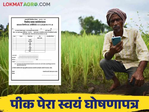 Latest News Pik Pera Certificate pik vima yojana How to download Pik Pera self declaration form | Pik Pera Certificate : पीक विमा अर्जासाठी लागणारं पीक पेरा स्वयंघोषणापत्र कसे डाउनलोड करायचे?