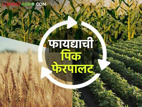 Is it necessary to rotate crops every year? How does it benefit agriculture? Read in detail | दरवर्षी पिक फेरपालट करणे गरजेचे आहे का? याचे शेतीला कसे होतात फायदे? वाचा सविस्तर