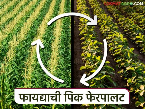 Adopt this cropping system in Kharif to get better soil fertility; Read in detail | जमिनीचा बेवड चांगला येण्यासाठी खरीपात करा या पिक पद्धतीचा अवलंब; वाचा सविस्तर