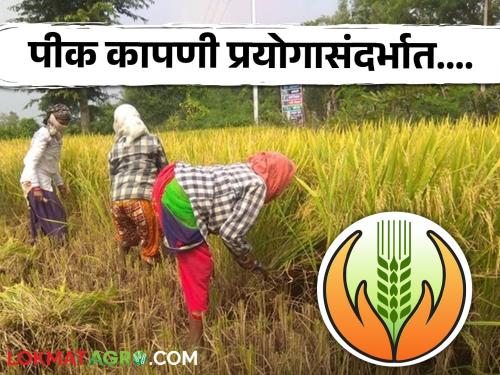 Latest News Pik Vima Yojana crop harvesting experiments in new crop insurance scheme | Pik Vima Yojana : नवीन पीक विमा योजनेत पीक कापणी प्रयोगाबाबत काय सांगितले आहे?