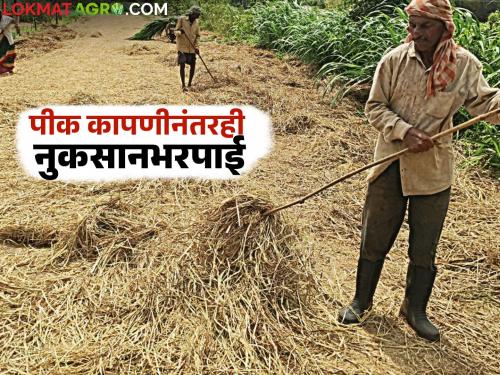 Will there be compensation for the harvested crops? Chief Minister orders to submit a proposal | काढणी झालेल्या पिकांचीही नुकसान भरपाई मिळणार? प्रस्ताव देण्यासाठी मुख्यमंत्र्यांचे आदेश