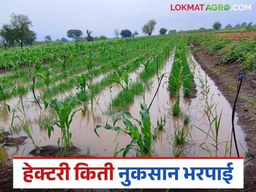 How much compensation will be given per hectare for irrigated, dryland and perennial crops? Find out in detail | बागायती, जिरायती व बहुवार्षिक पिकांना हेक्टरी किती मिळणार नुकसानभरपाई? जाणून घ्या सविस्तर