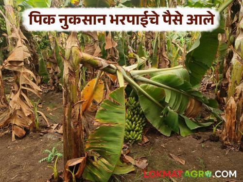 Pik Nuksan Bharpai : 40 crores of crop loss in May; will be deposited in bank account soon | Pik Nuksan Bharpai : मे महिन्यातील पीक नुकसानीचे ४० कोटी आले; लवकरच बँक खात्यावर जमा होणार