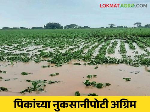 Crop Damage: Farmers will get advance for crop damage in Marathwada; How much percentage provision has been made, read in detail | Crop Damage : मराठवाड्यात पिकांच्या नुकसानीपोटी शेतकऱ्यांना मिळणार अग्रिम; किती टक्के करण्यात आली तरतूद वाचा सविस्तर