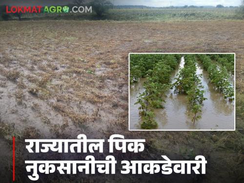 Pik Nuksan : Crops on five and a half lakh hectares in the state hit; Highest damage in 'this' district | Pik Nuksan : राज्यात साडेपाच लाख हेक्टरवरील पिकांना तडाखा; सर्वाधिक नुकसान 'या' जिल्ह्यात
