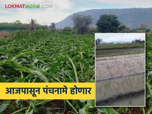 Crops on 37 thousand hectares in the state have been destroyed; Panchnamas start from today | राज्यात तब्बल ३७ हजार हेक्टरवरील पिकांची झाली माती; आजपासून पंचनाम्यांना सुरुवात
