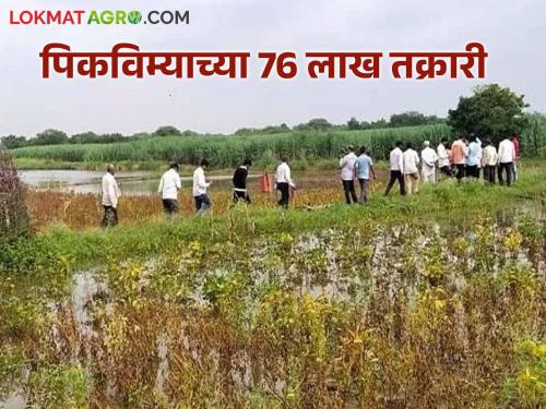 Latest News Agriculture News Heavy loss of agricultural crops, as many as 76 lakh complaints filed with insurance companies | Agriculture News : शेती पिकांचे अतोनात नुकसान, विमा कंपन्यांकडे तब्बल 76 लाख तक्रारी दाखल