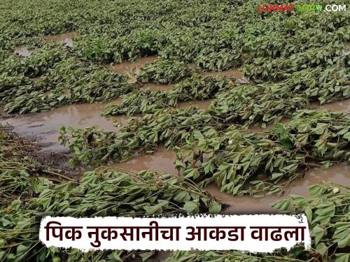 The number of crop losses due to heavy rains in the state has increased in the last week; The highest loss was in 'Haya' district | राज्यात गेल्या आठवडाभरात अतिवृष्टीमुळे झालेल्या पिक नुकसानीचा आकडा वाढला; सर्वाधिक नुकसान 'ह्या' जिल्ह्यात