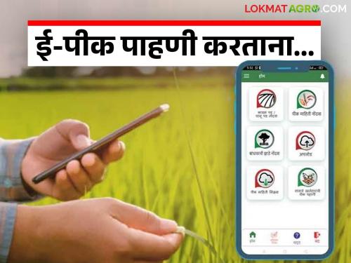 E Pik Pahani : From what distance should a photo of crops be taken during an digital crop survey pik pahani? | E Pik Pahani : ई-पीक पाहणी करताना किती अंतरावरून घ्यावा लागणार पिकांचा फोटो?