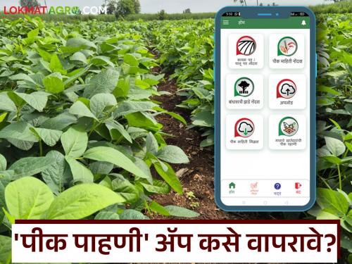 e Pik Pahani : How to record crops using the newly updated mobile app of e-Pik Pahani? | e Pik Pahani : ई-पीक पाहणीचे नवीन अपडेटेड मोबाईल अ‍ॅप वापरून कशी कराल पिकांची नोंद?