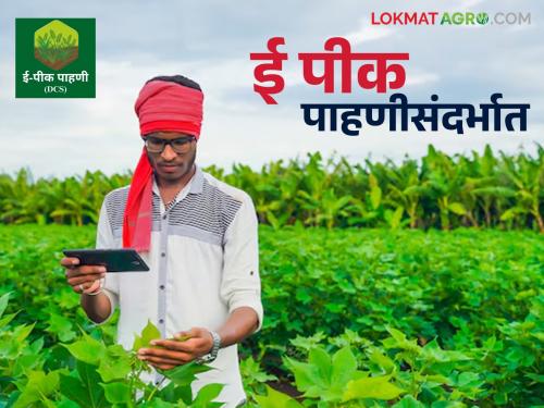 Latest News e pik pahani Survey mobile app will remain closed till 31 july | E Pik Pahani : ई-पीक पाहणी मोबाईल ॲप 'या' तारखेपर्यंत बंद राहणार, नेमकं कारण काय? 