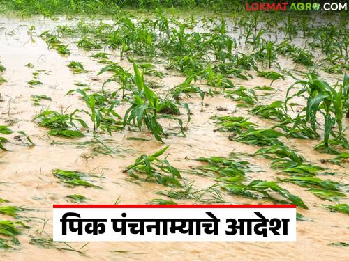 Heavy rains in this part of the state cause major damage to crops; Crop damage assessment ordered | राज्यातील 'या' भागात अतिवृष्टीमुळे पिकांचे मोठे नुकसान; पिक नुकसान पंचनाम्याचे आदेश
